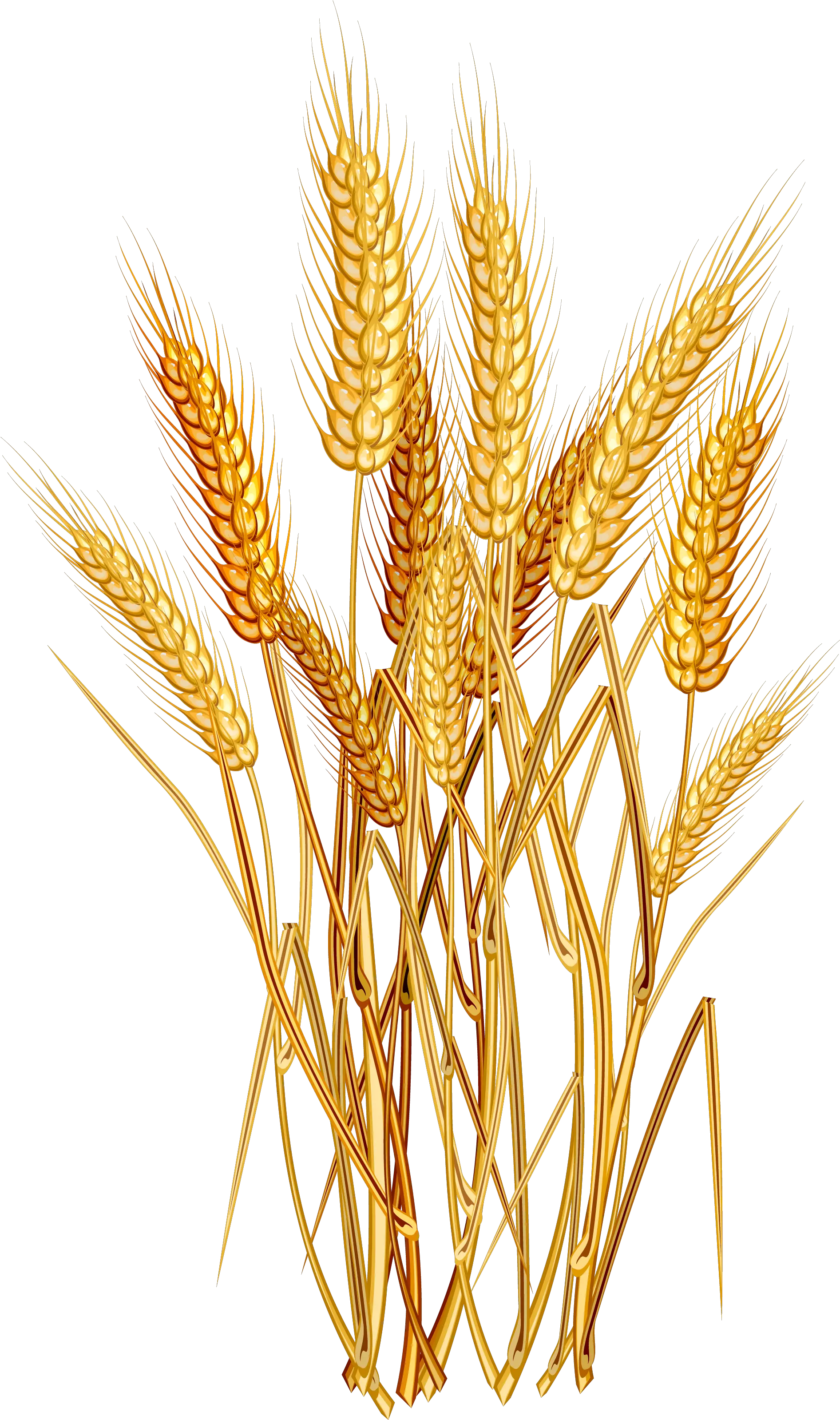 Grain Plant Png Clipart Wheat