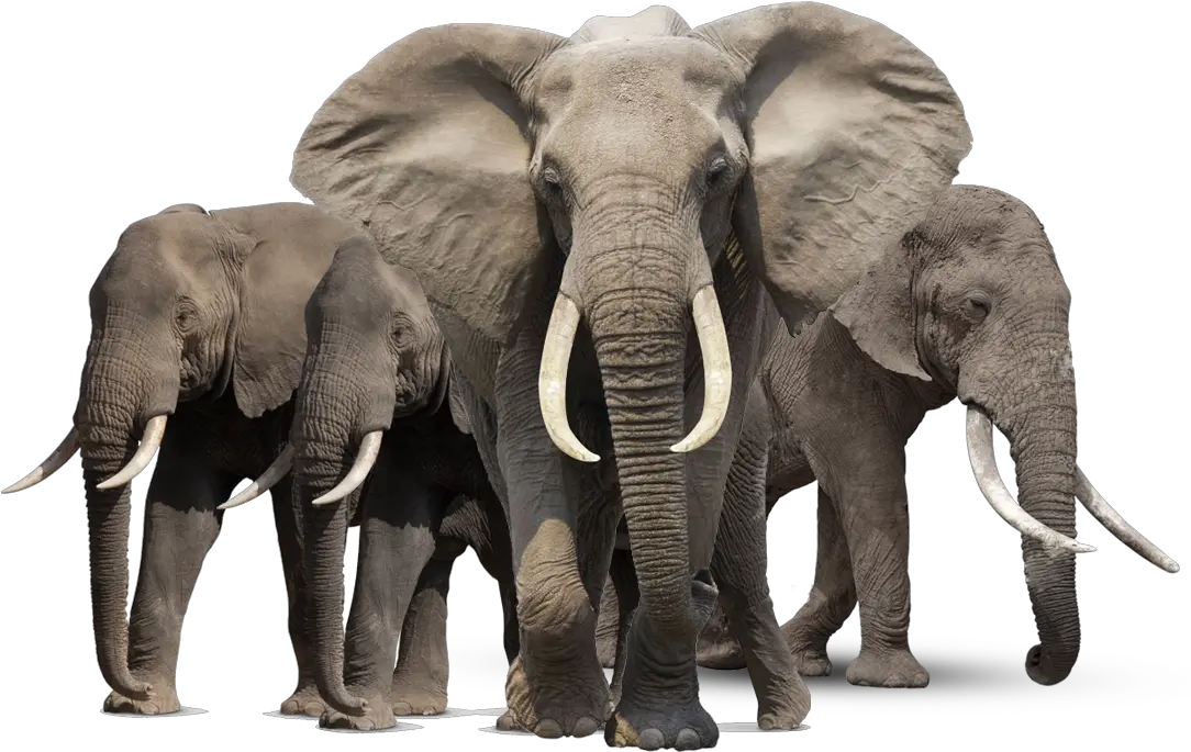 Gray Elephant Standing Png Elephant Png