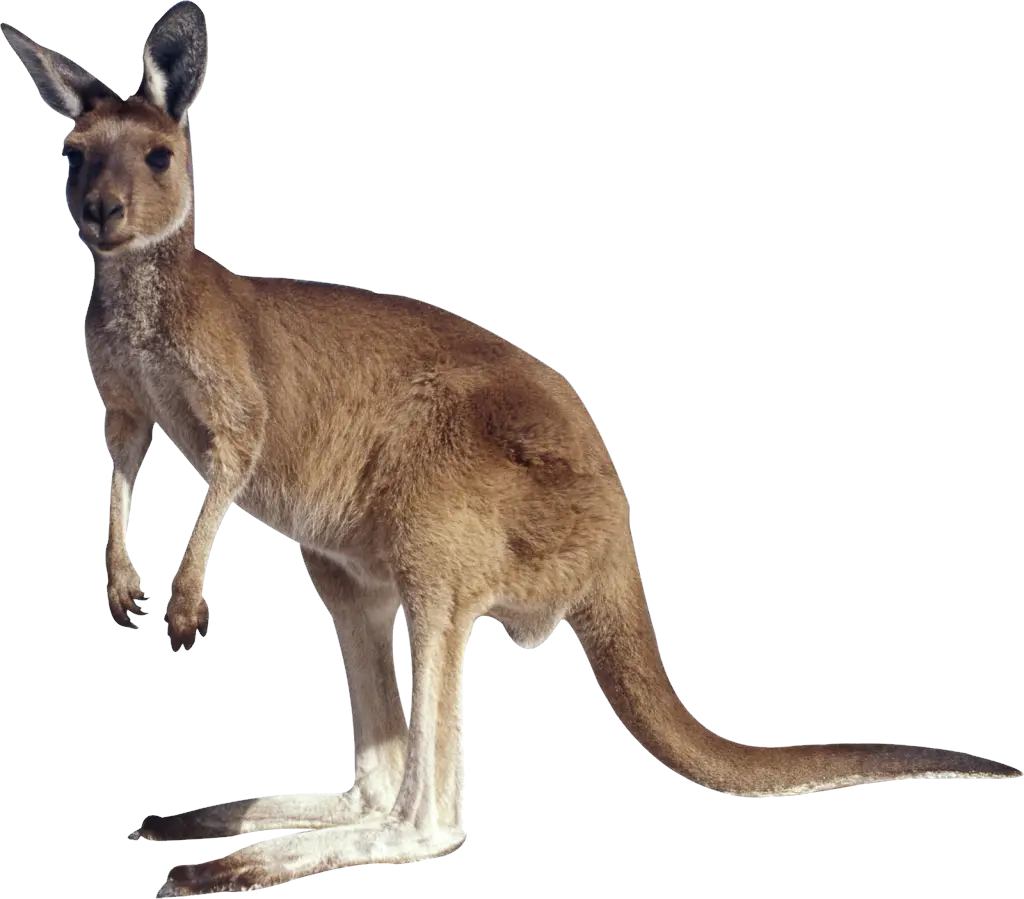 Kangaroo Png