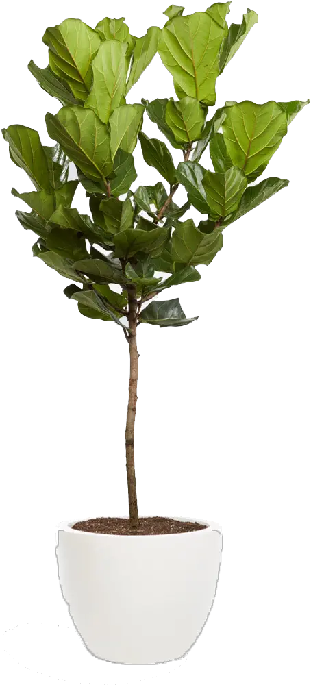 Fiddle Leaf Fig Tree Png