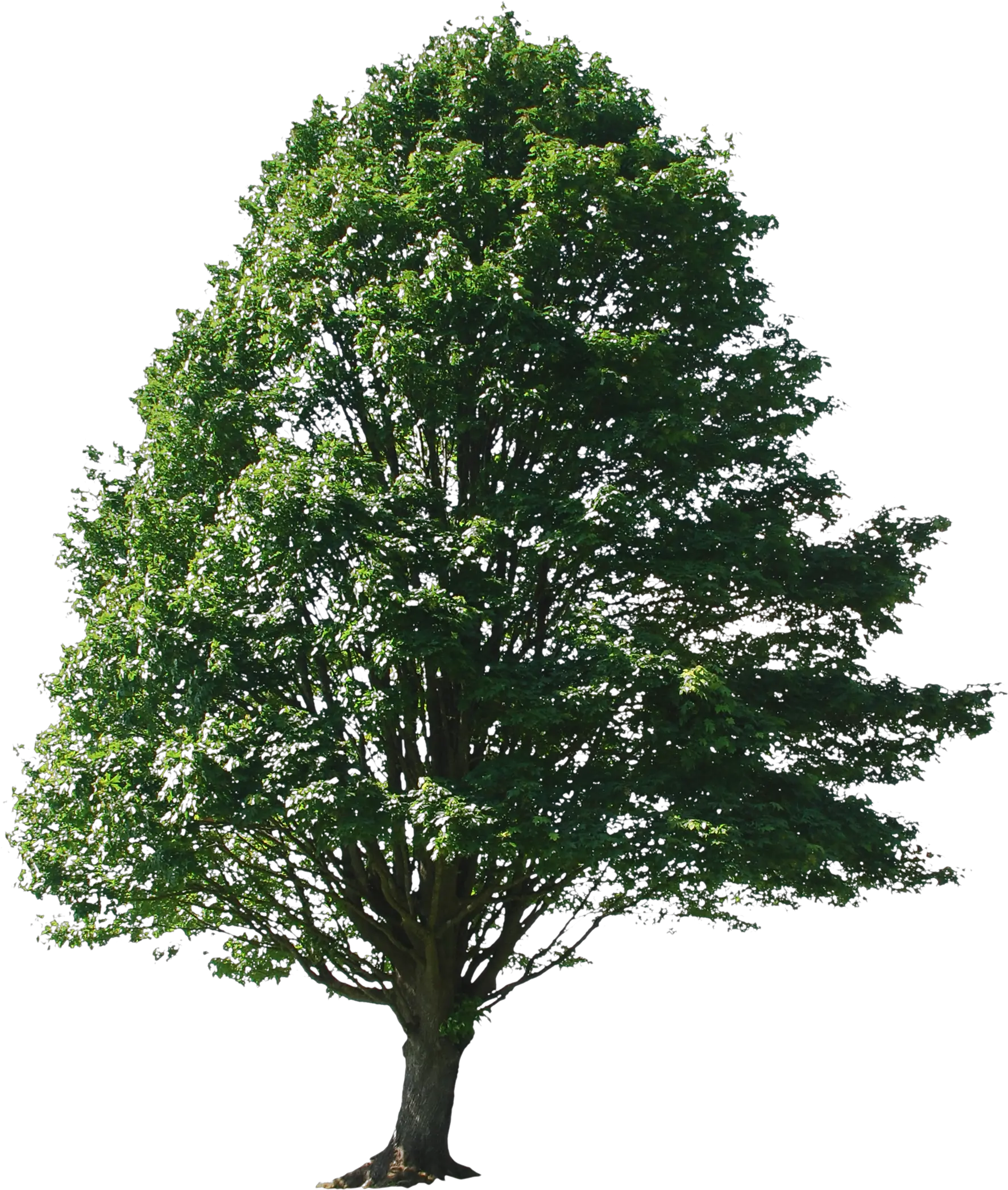Transparent Png Trees For Photoshop Big Tree Photoshop