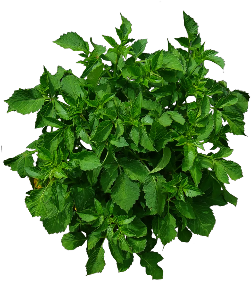 Plants Plan Top View Png Shrub Plan View Png