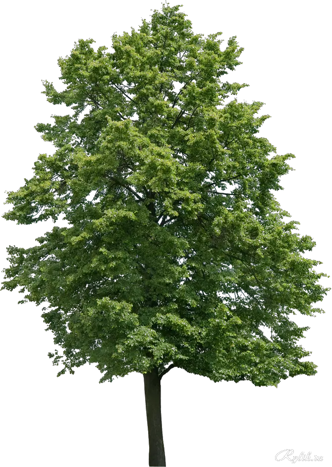 Walnut Tree Png