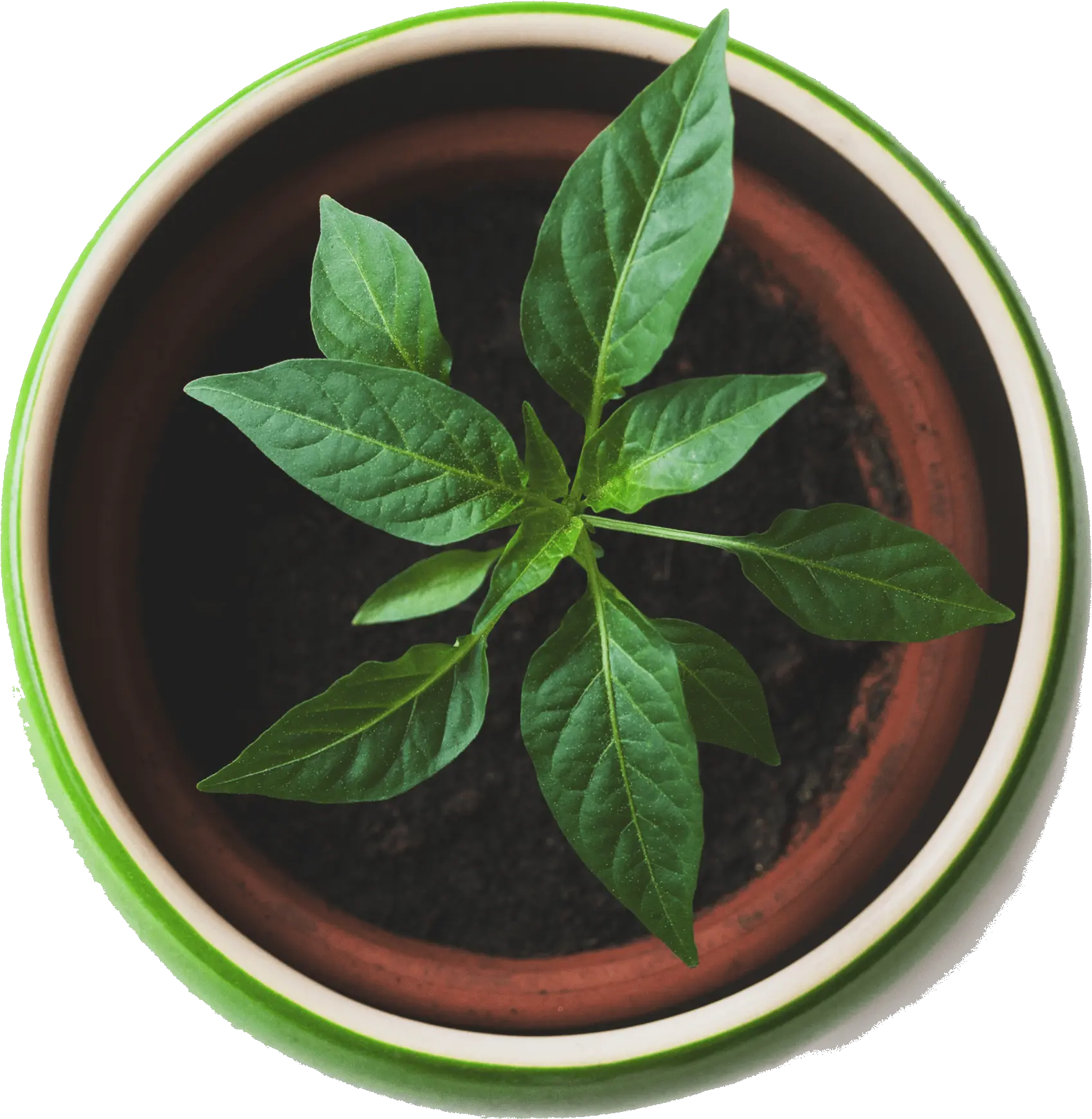 Best Plants Plant Top View Png