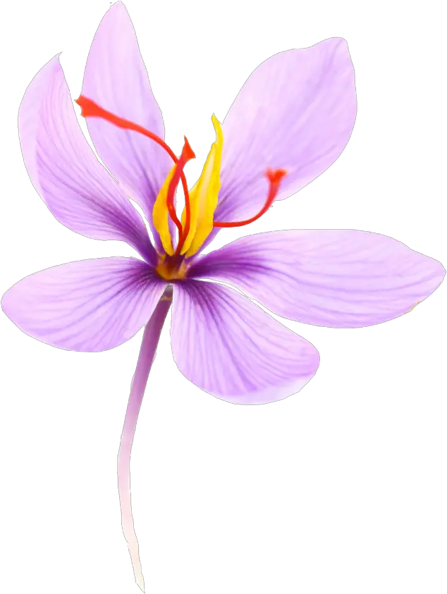 Saffron Is A Spice Coming From The Crocus Flower Transparent Saffron Flower Clipart