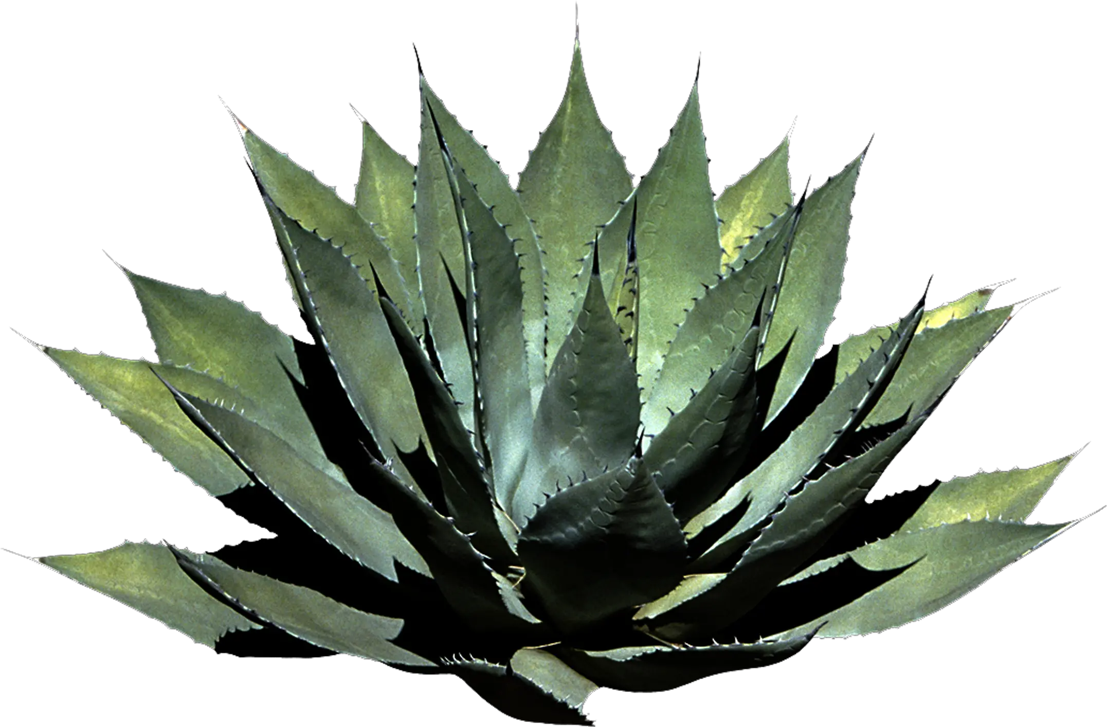 Houseplant Png Format Tropical Plant Png