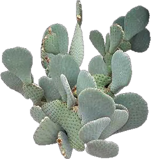 Prickly Pear Cactus Transparent Background