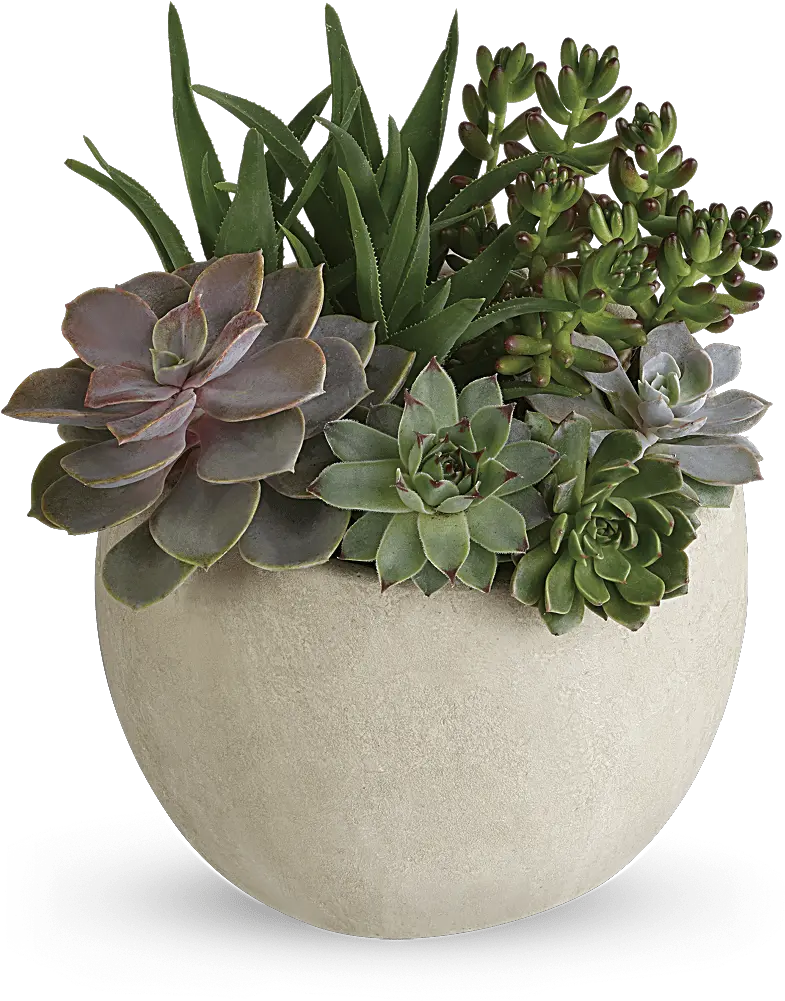Transparent Desert Plants Png Green Succulents