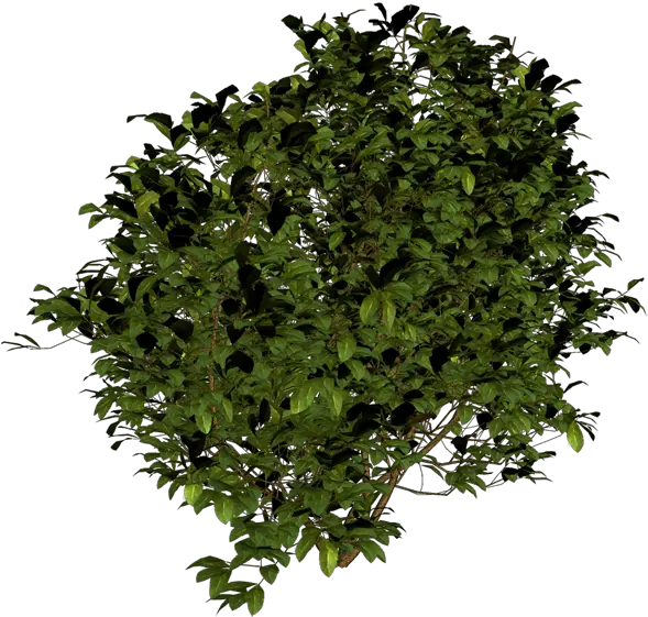 Bush Png Image Transparent Background Bushes Png