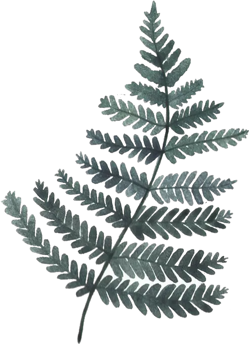Green Leaf Illustration Watercolor Painting Leaf Illustration Watercolor Leave Gray Png