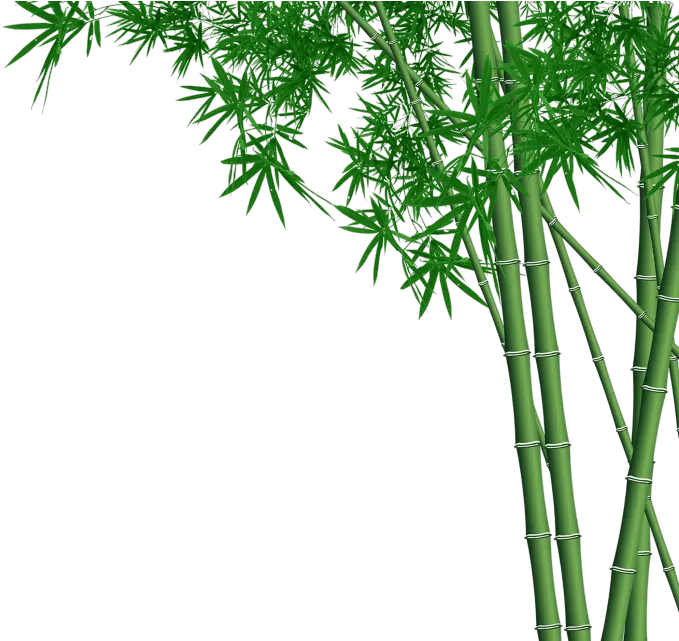 Bamboo Forest Transparent Bamboo Png