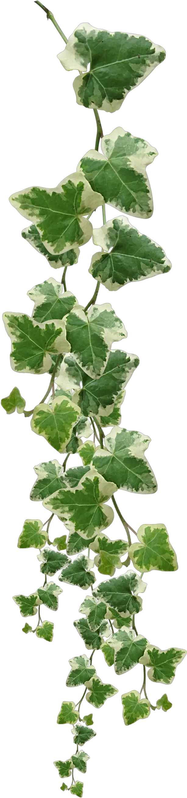 Plants Plant Grape Vines Vine Muscadine Common Clipart Vine Plant Png
