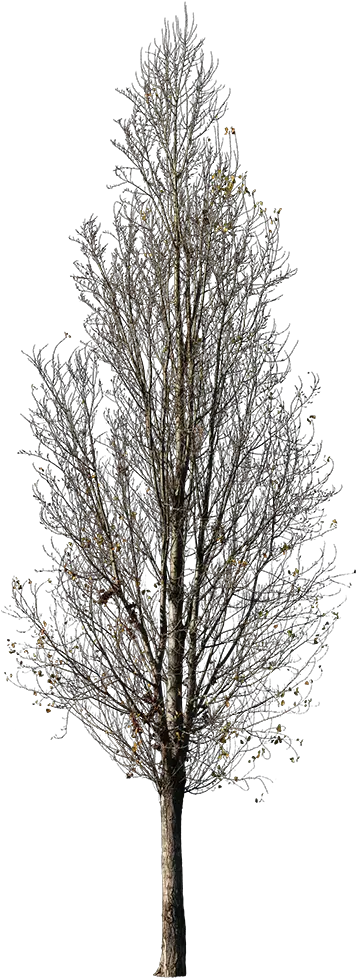 Tree Winter Cutout Free