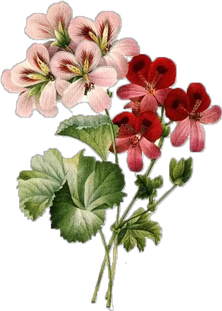 Vector Royalty Free Library Vintage Flowers Png Erbil Flower Vintage Illustration Png