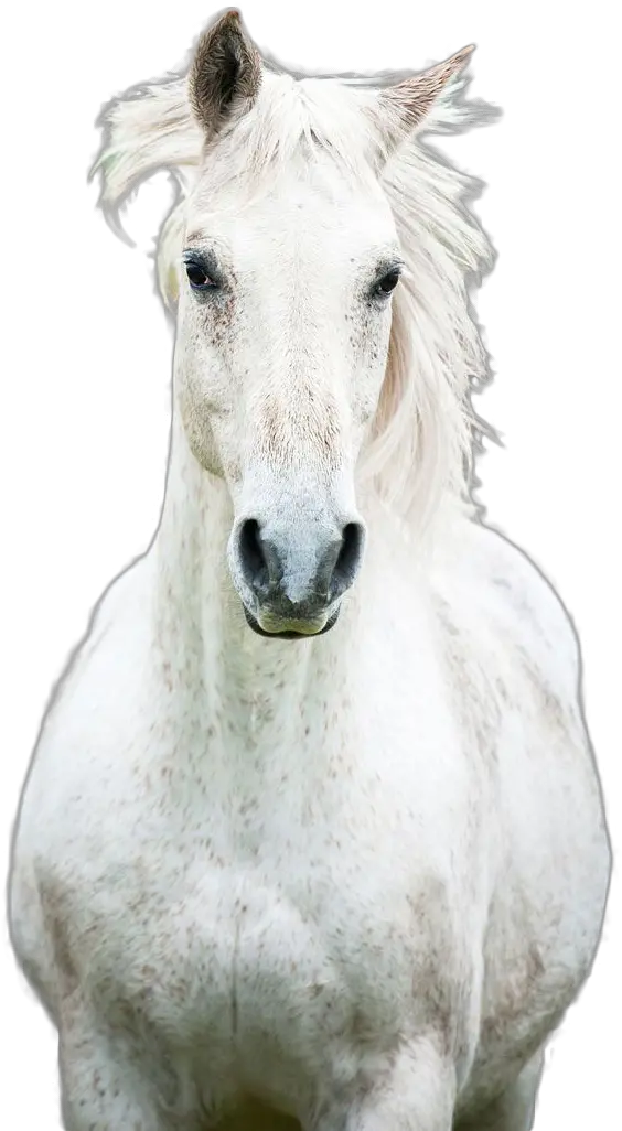 Horse Png Image Mustang Horse