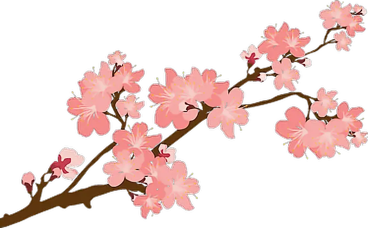 sakura sakuras flower flowers cherry cherryblossoms Japanese Cherry Blossom Png