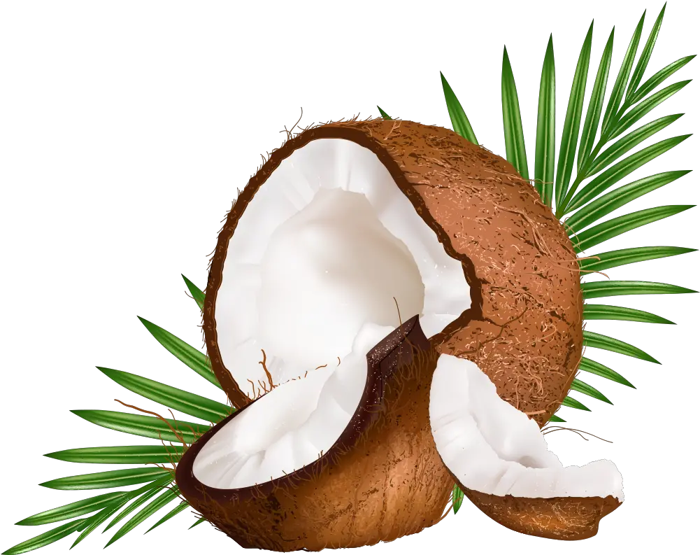 Water Euclidean Coconut Vector Milk Png Free Photo Vector Coconut Leaf