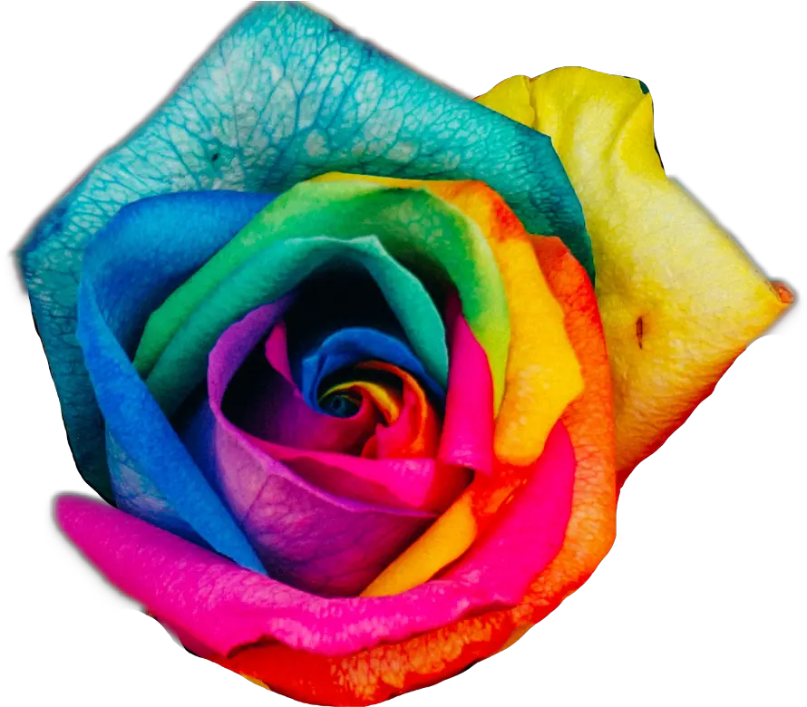 Transparent Rainbow Rose Png Rainbow Roses
