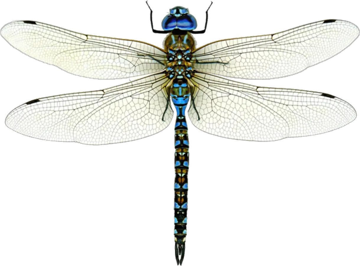 Dragonfly Png Image Free Download Dragonfly Png