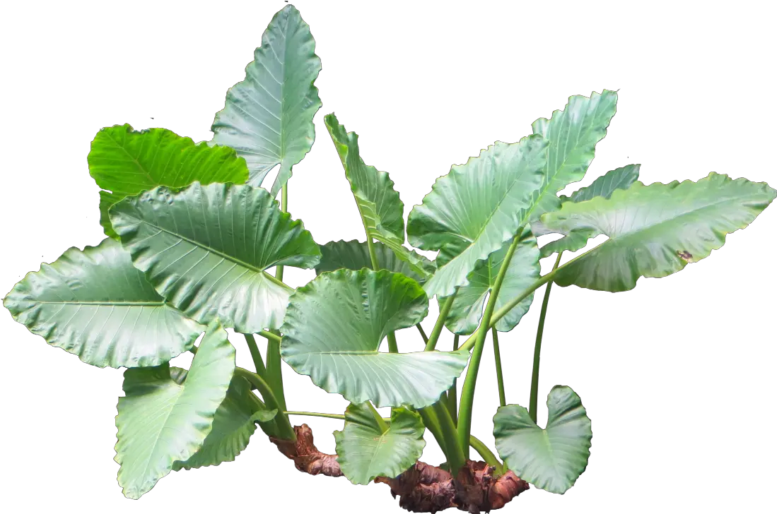 plants plant tropical jungle nature Taro Plant Png