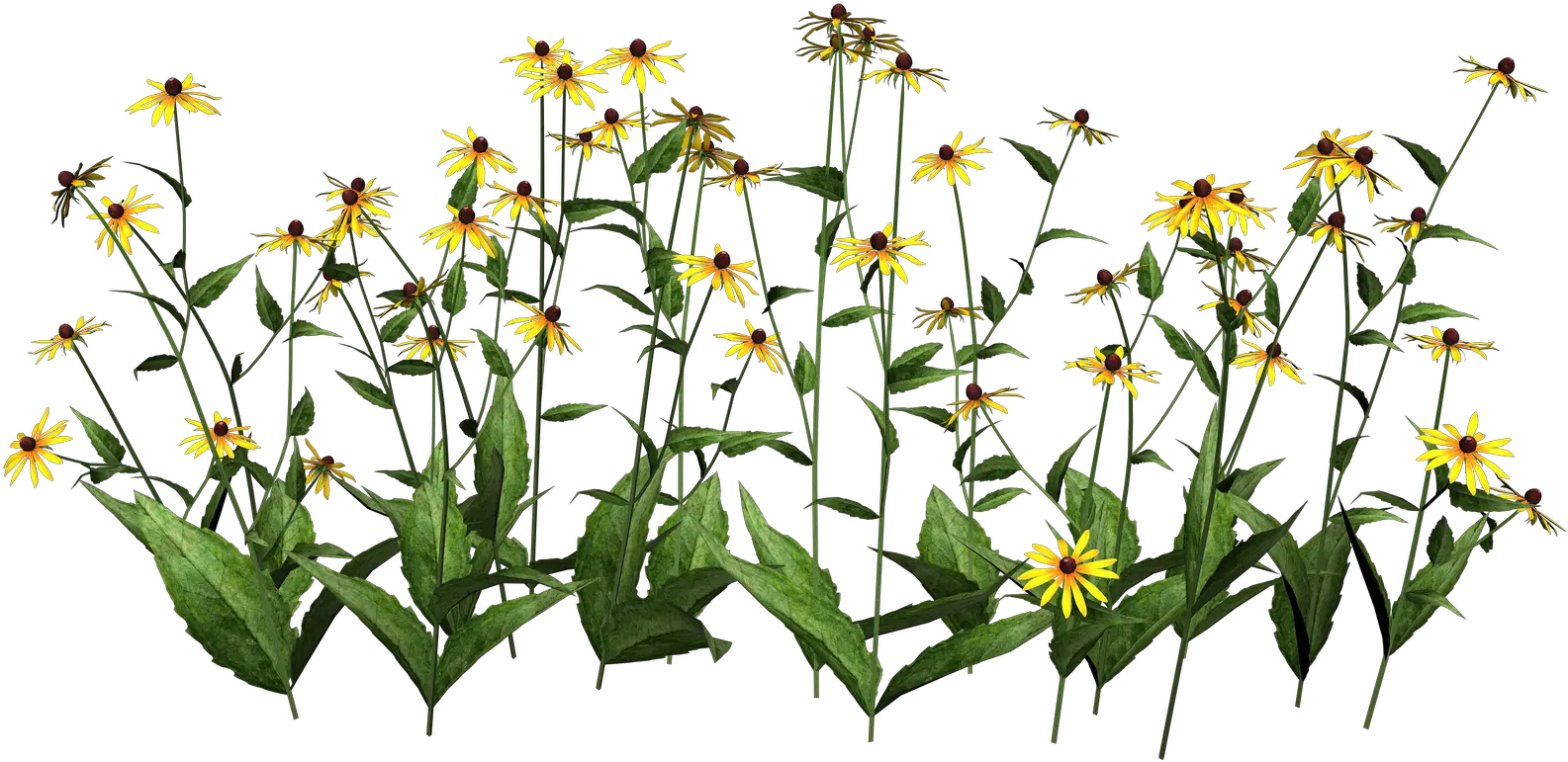 Transparent Plant Stem Png Cut Out Flowers Photoshop
