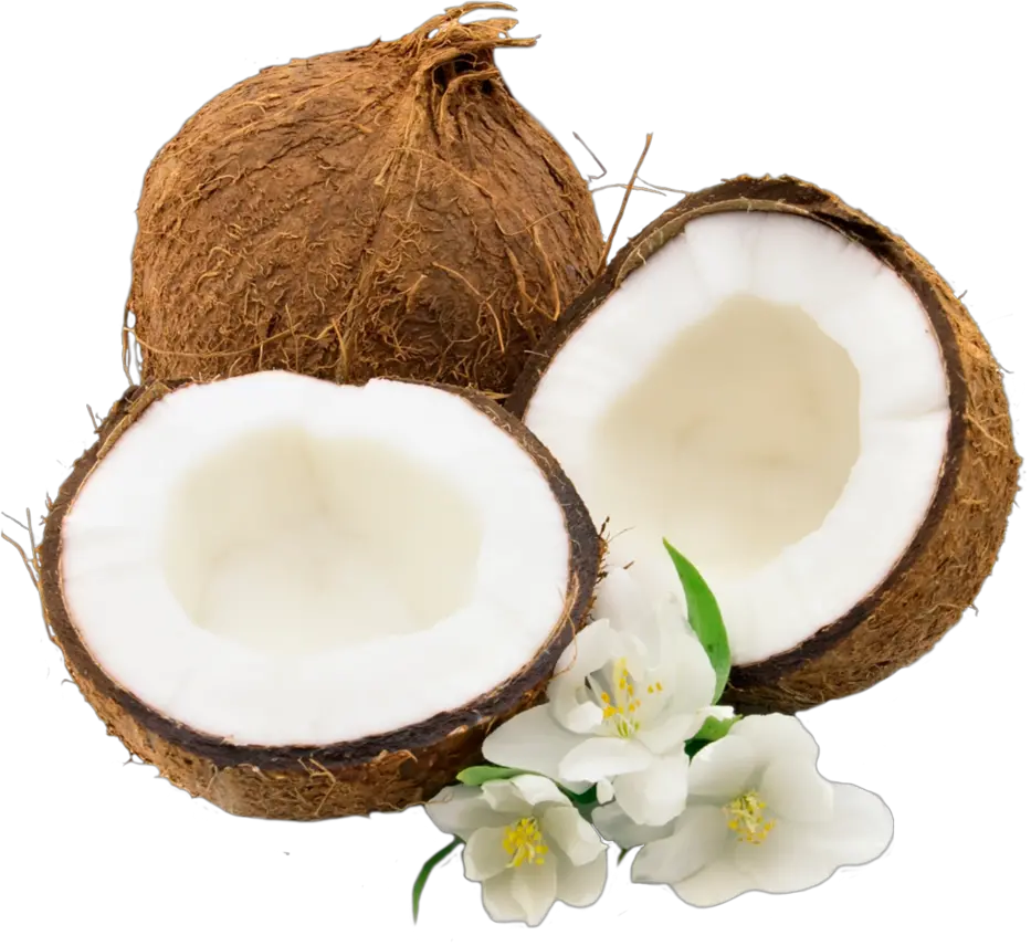 Transparent Coconut Clipart Coconut Png