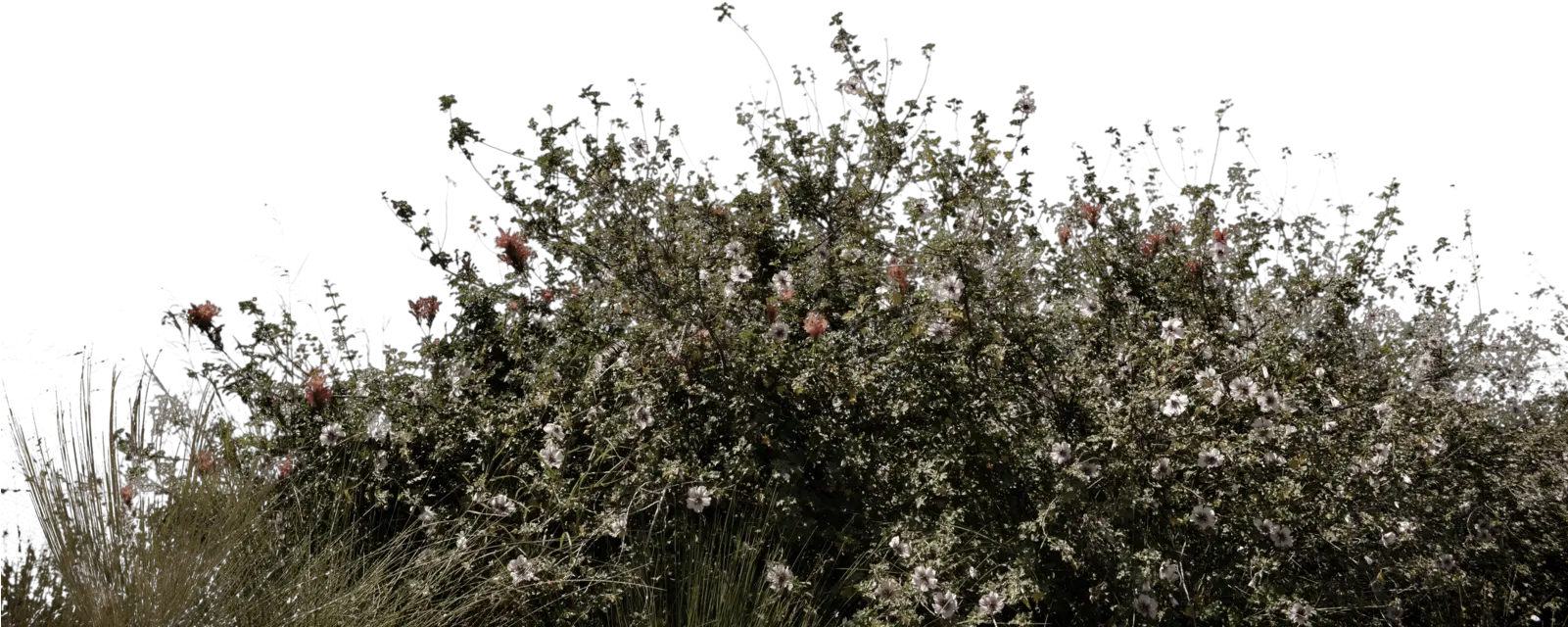 Transparent Wild Grass Png Flower Transparent Background Plant Png