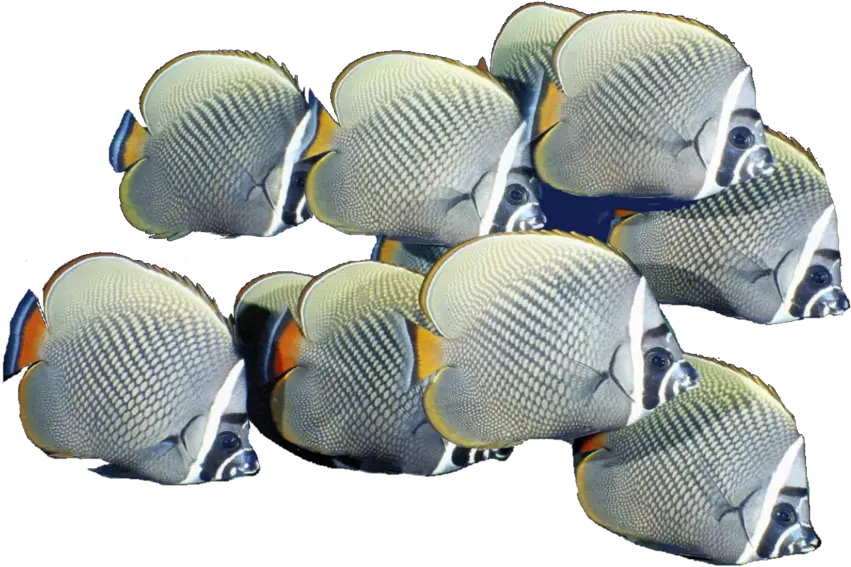Download School Of Fish Png Free Download For Designing School Of Fish Png