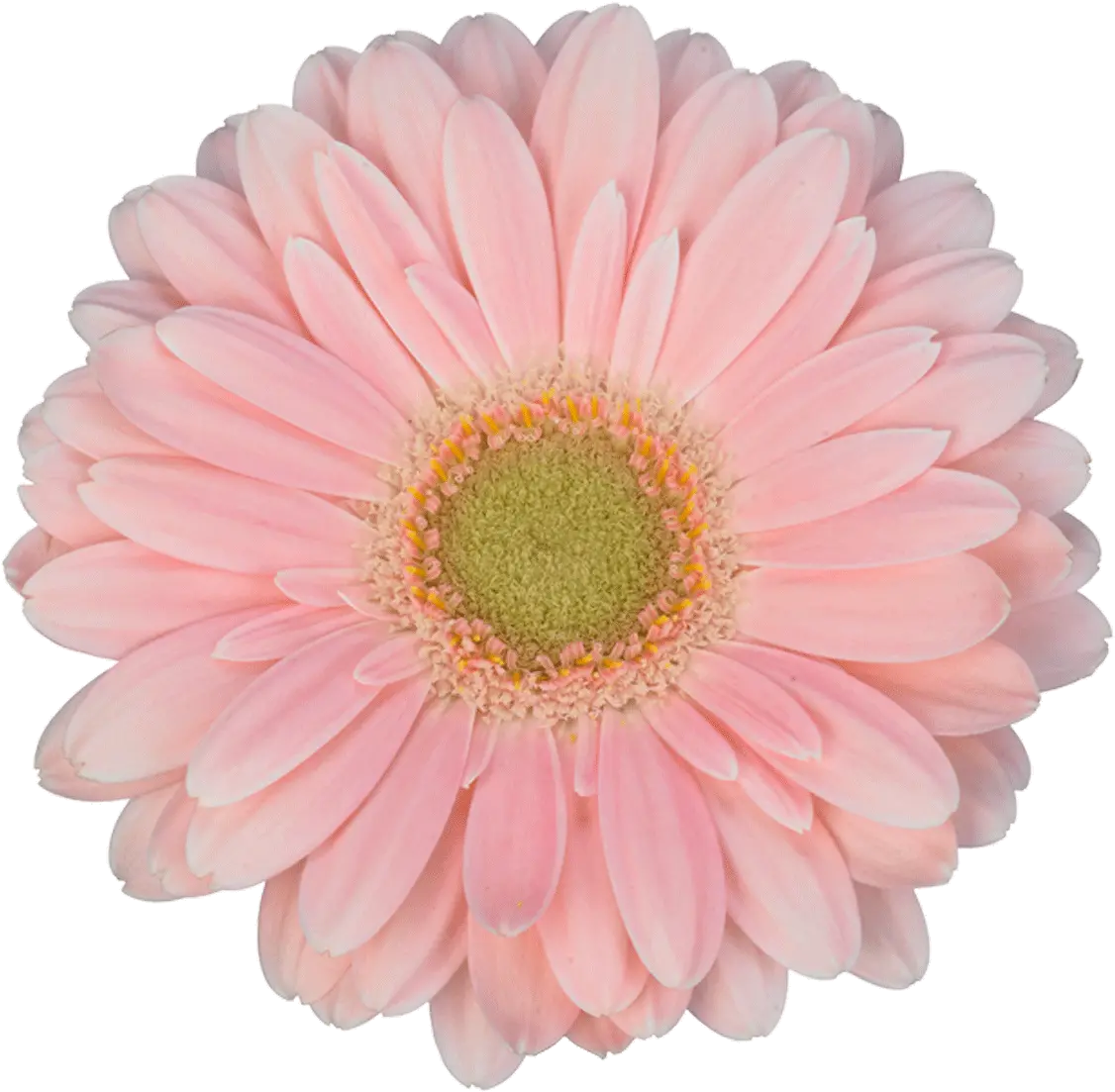 Sun Flower Pink Png