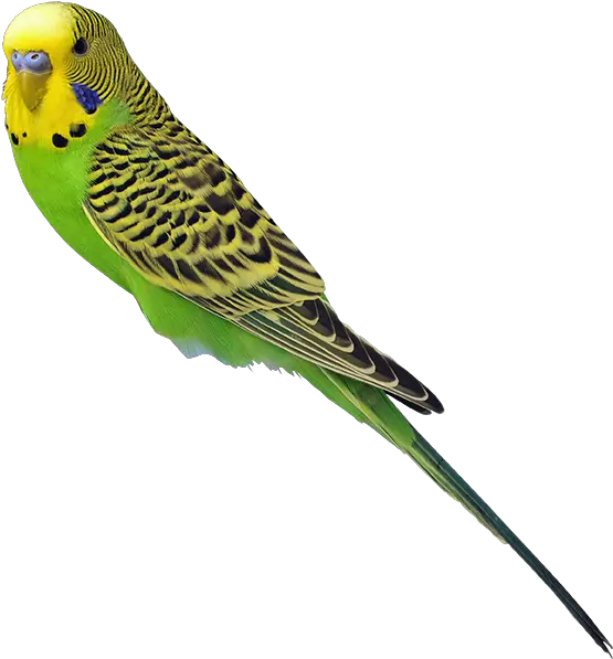 Parakeet Transparent Parakeets Png