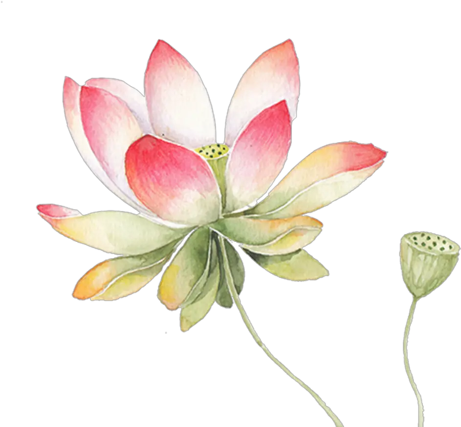 Transparent Lotus Png Watercolor Transparent Background Lotus Flower Png