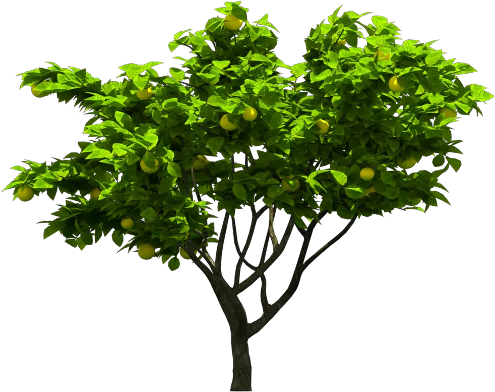 Photoshop Tree Hd