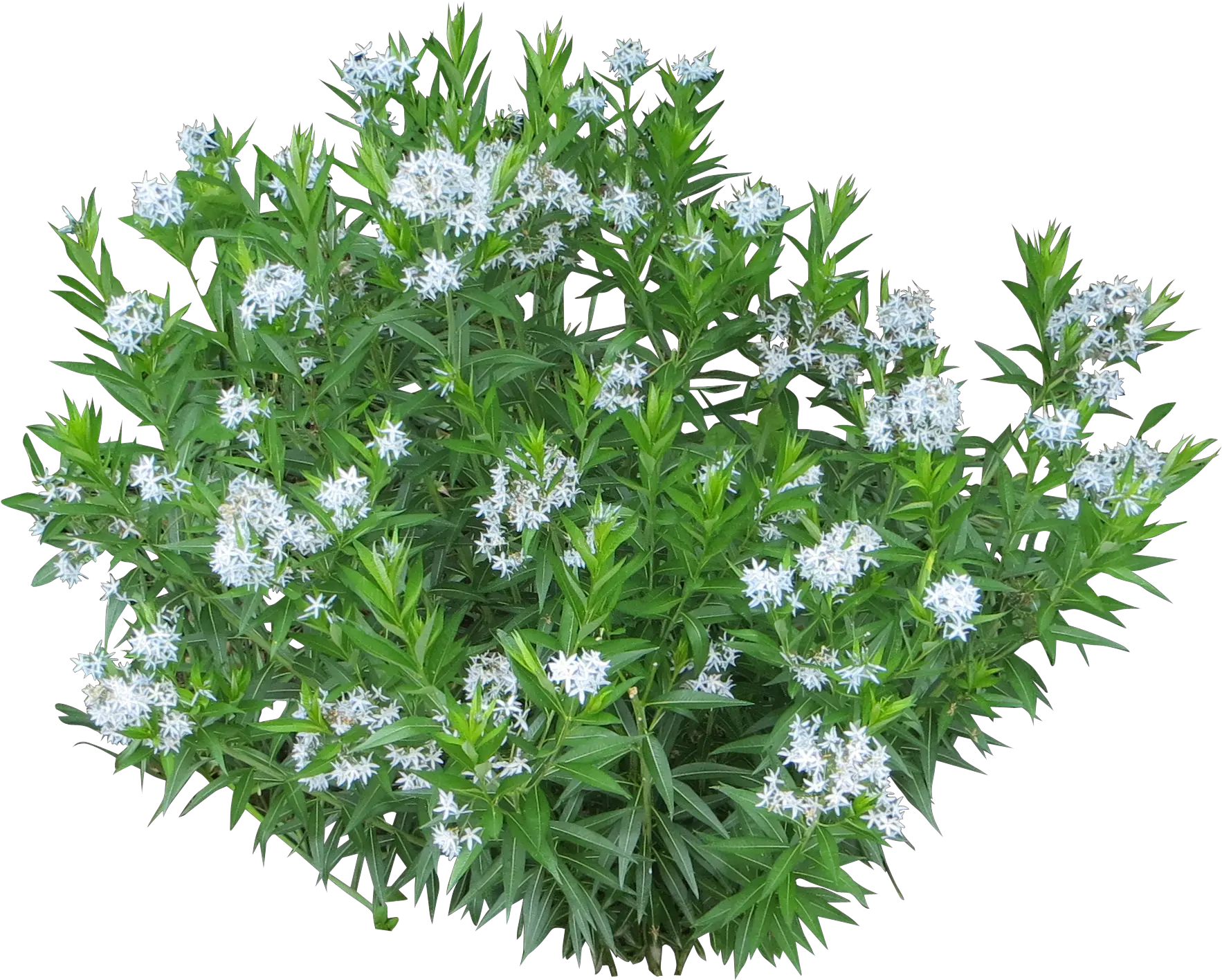 Photoshop Shrubs Transparent White Flower Bush Png