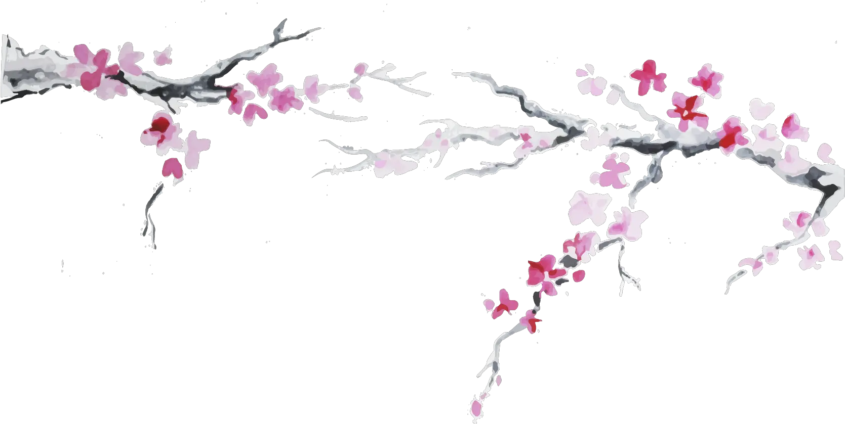 Cherry Blossom Plum Flower Clipart Japan Cherry Blossom Png