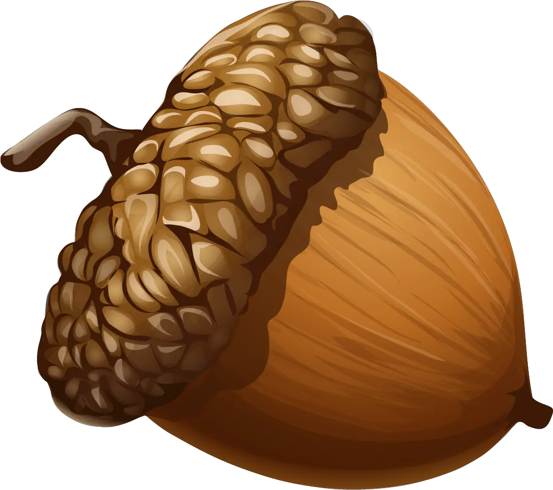 Acorn Png Image Acorn Png