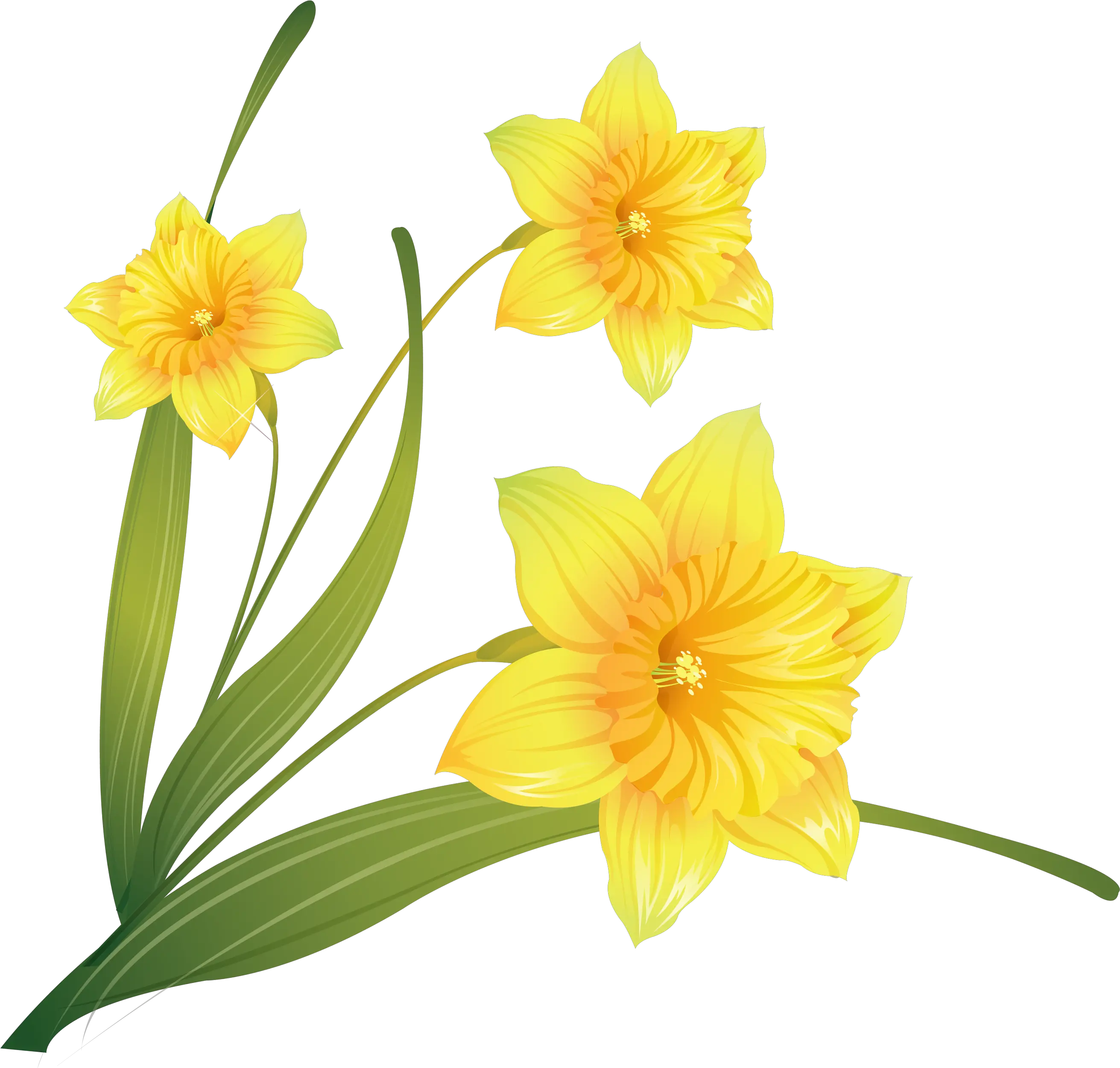 Daffodil Clip Art Transparent Background Daffodils Png