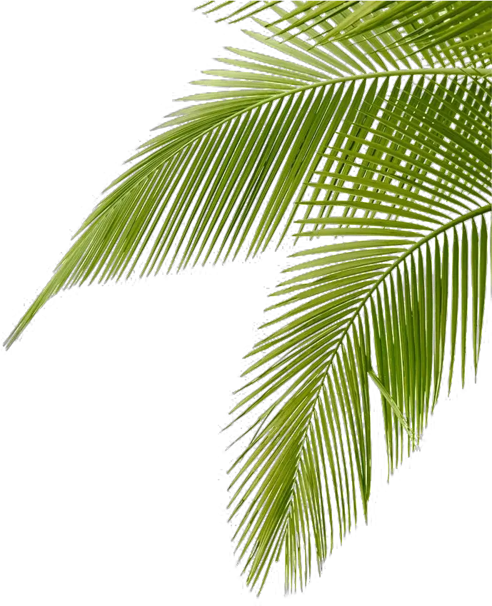 Frond Arecaceae Coconut Leaf Leaves Free Hd Image Clipart Coconut Leaves
