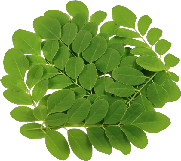 Transparent Vegetable Plant Png Moringa Leaves