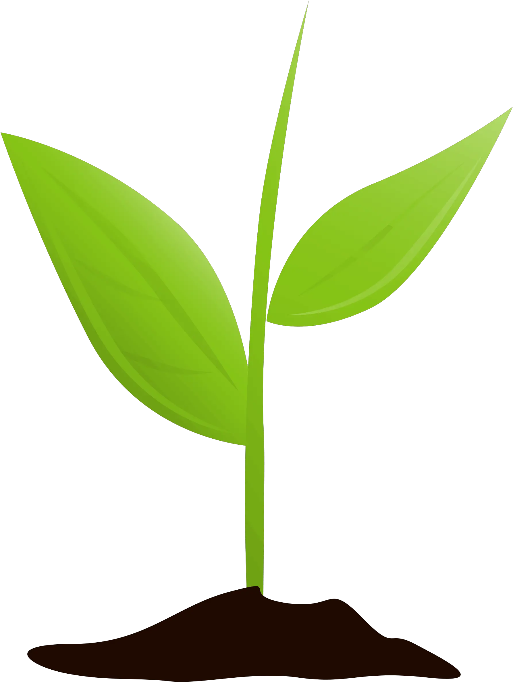 Growing Plant Mtq Transparent Background Plant Growing