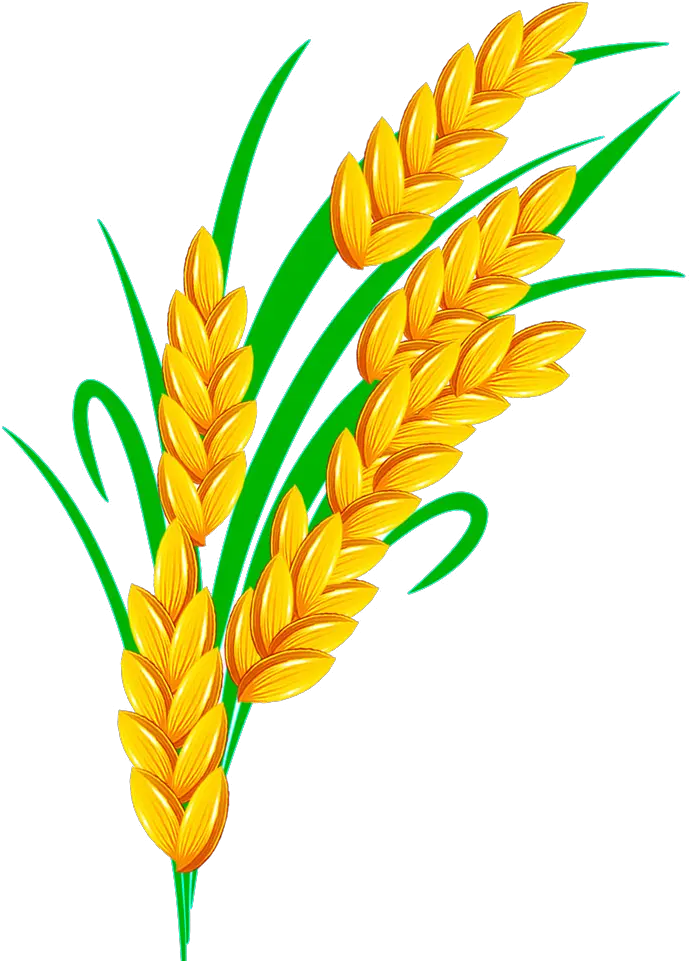 Rice Euclidean Vector Golden Rice Clipart Png