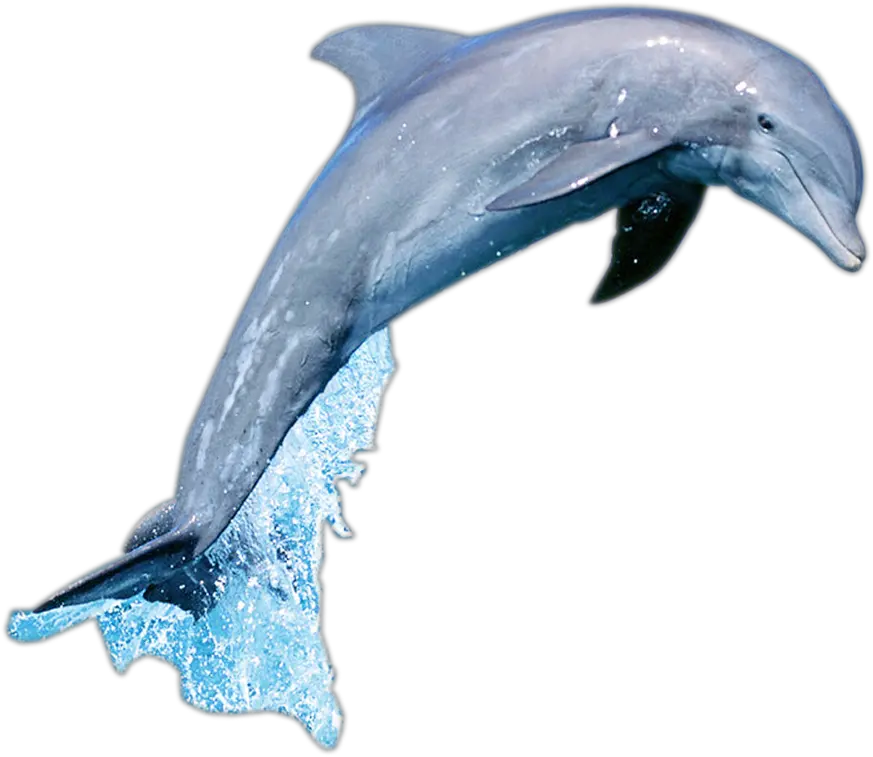 Short-beaked Common Dolphin Common Bottlenose Dolphin Dolphin Jumping Png Gif