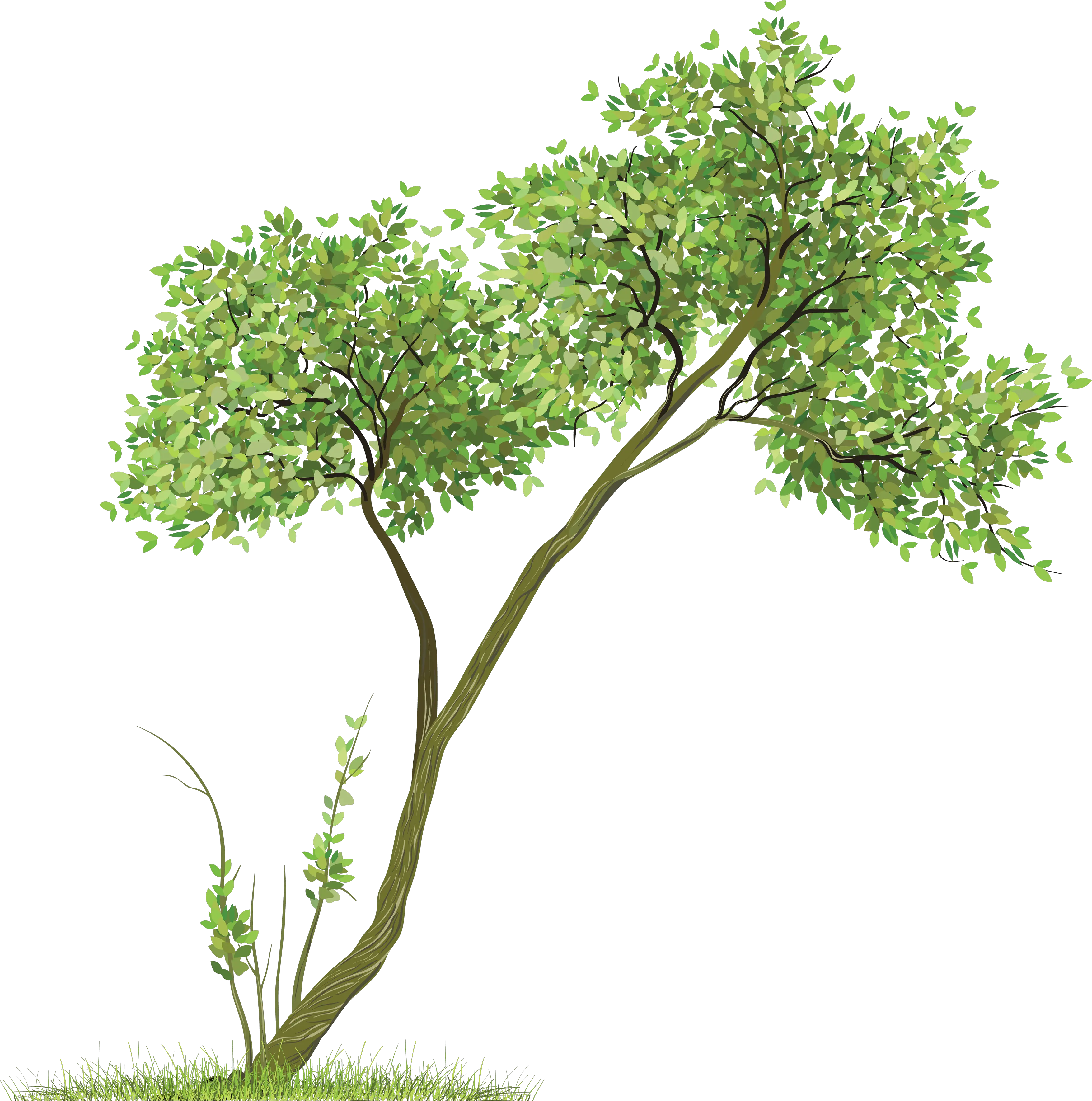 Tornado Tree Png Tree Png For Picsart