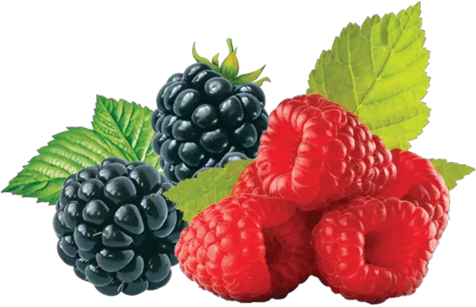 Raspberry Blackberry Png