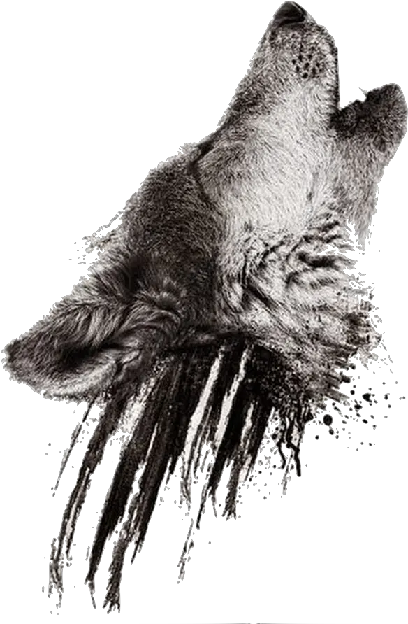 Drawn Howling Wolf Realistic Wolf Howling Tattoo Design