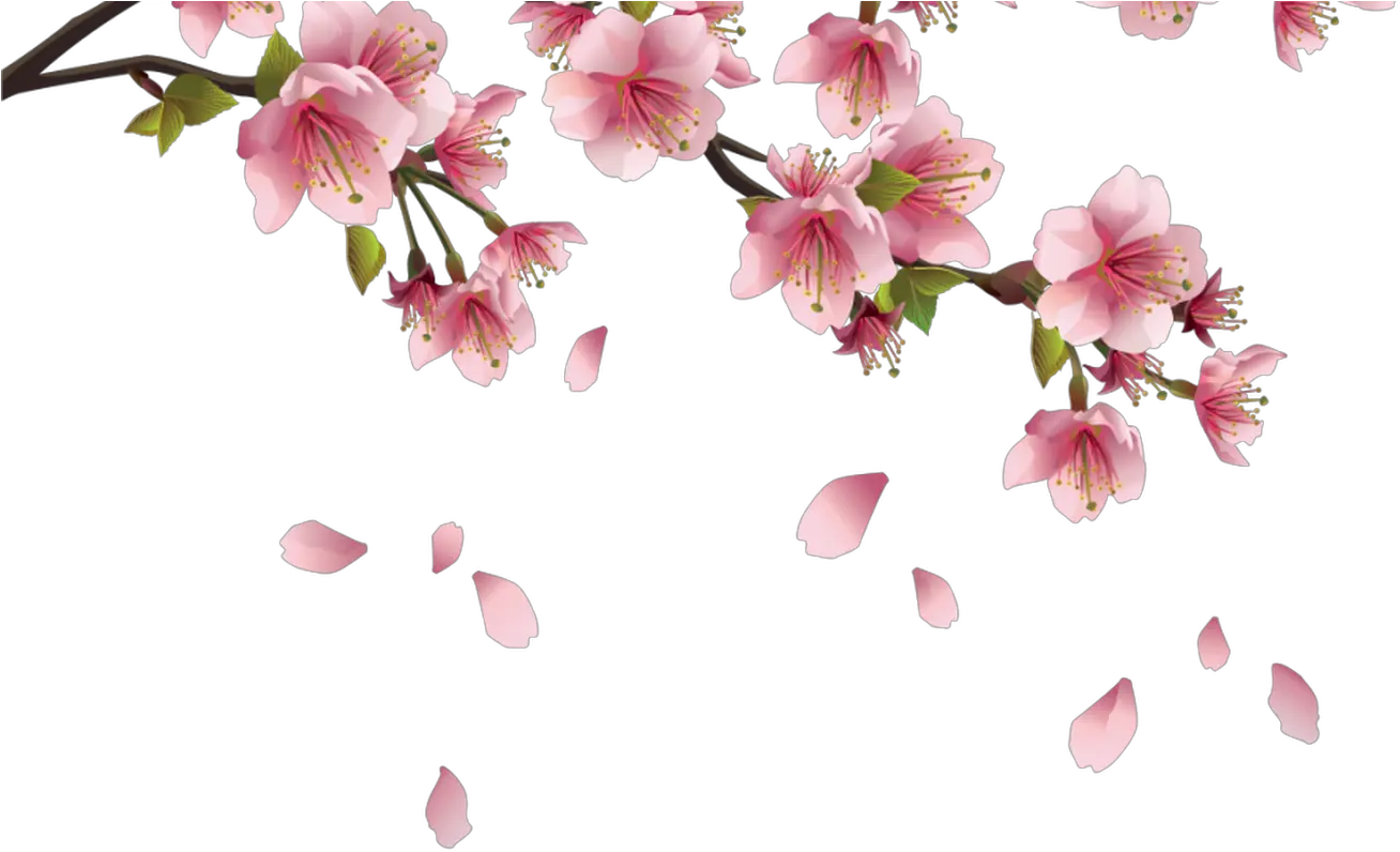 Beautiful Pink Spring Branch With Falling Petals Png Transparent Sakura Flower Png
