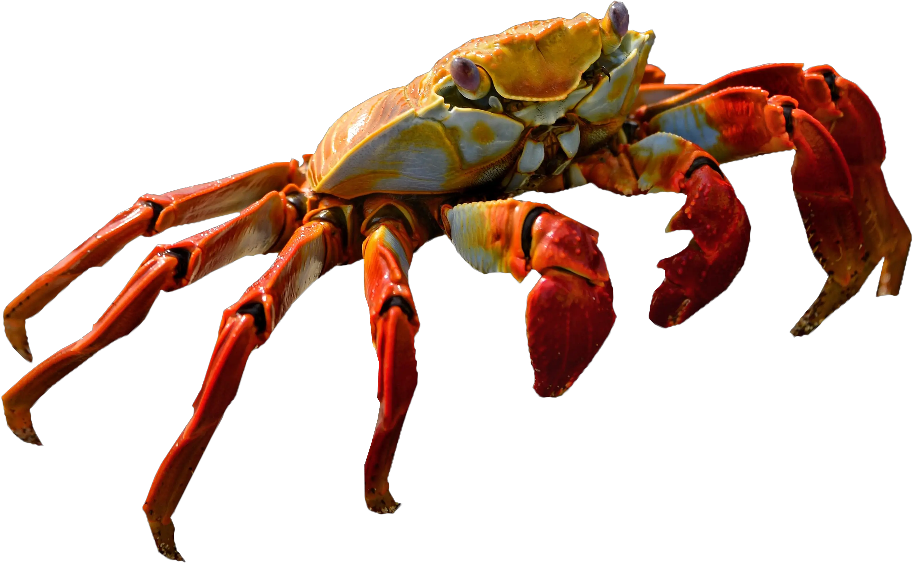 Transparent Background Crab Png