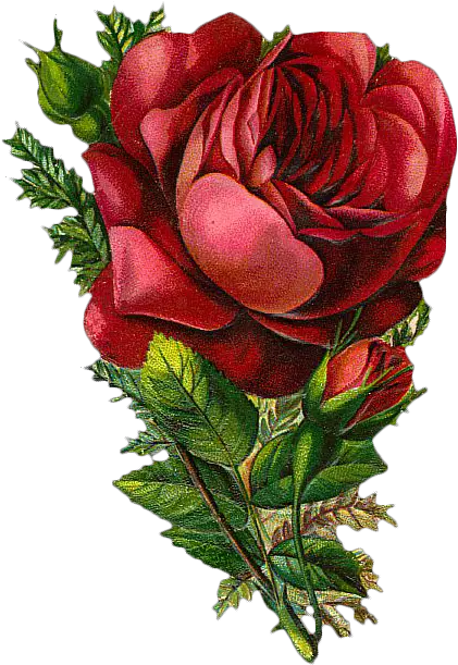 Red Rose Vintage Png