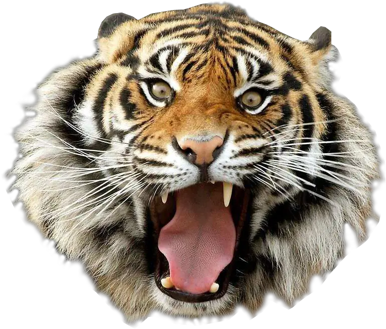 Angry Tiger Transparent Image Animal Graphic Image Tiger Png Image Hd