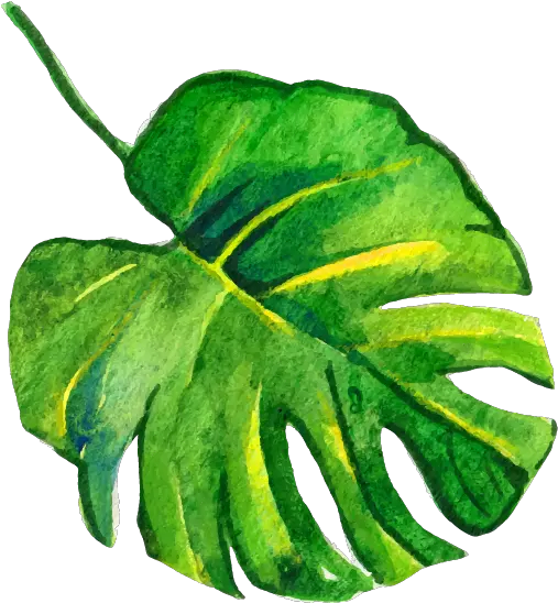 leaf spring freetoedit Tropical Watercolor Leaves Png