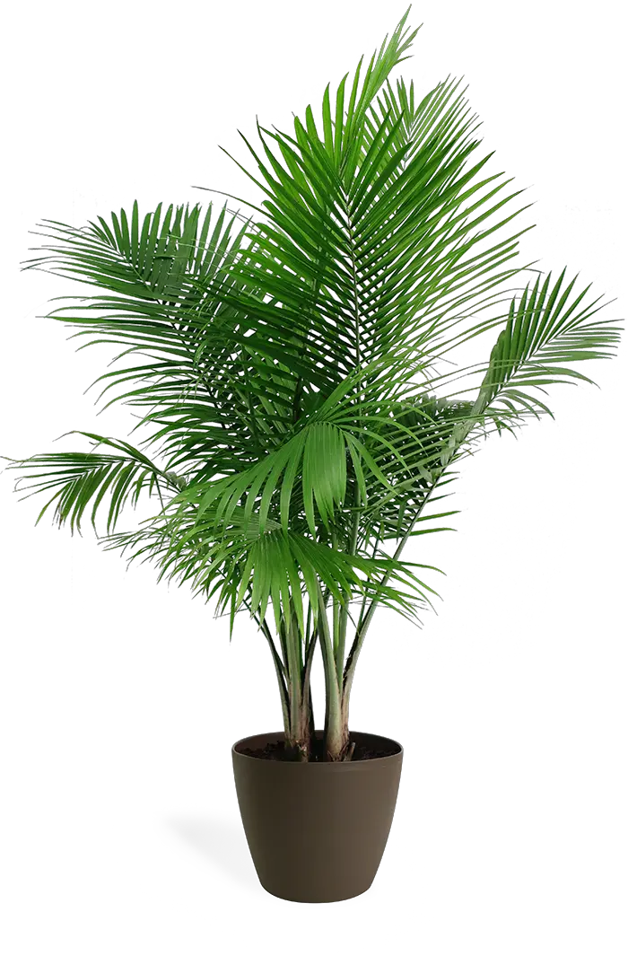 Palm Plant Png